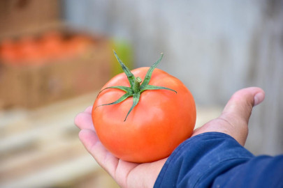 Realiza DIF Reynosa donación de tomate a familias vulnerables 