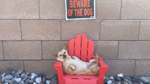 ¡El estrés no va con ella! Perrita se duerme mientras cuida la casa