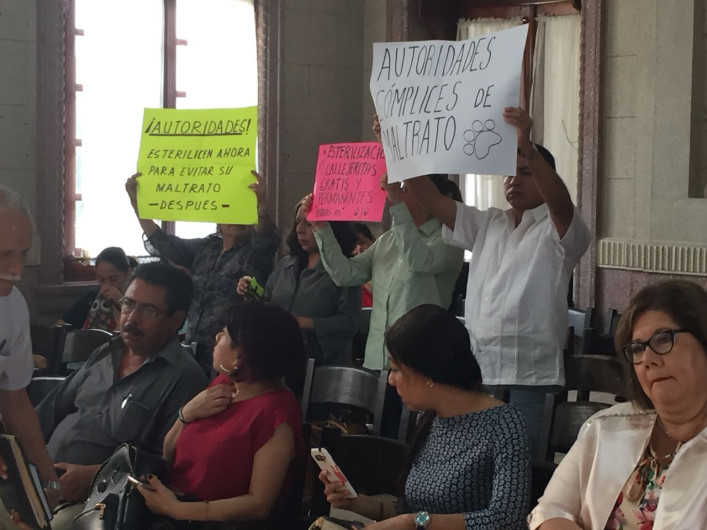 Perros callejeros reciben desde machetazos hasta envenenamiento