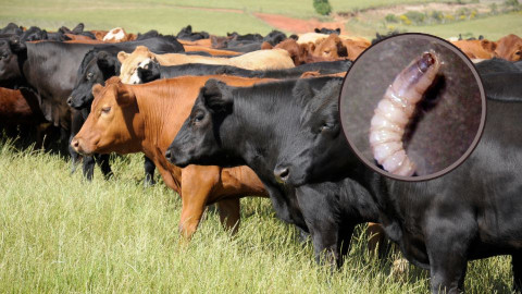 Detectan caso de gusano barrenador en Nuevo León