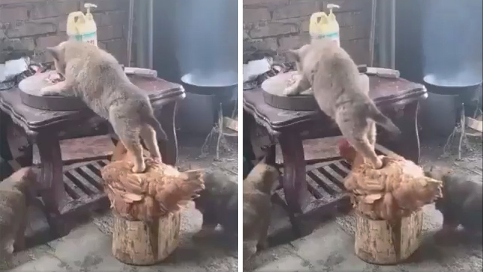 Perrito y gallina se unen para robar comida