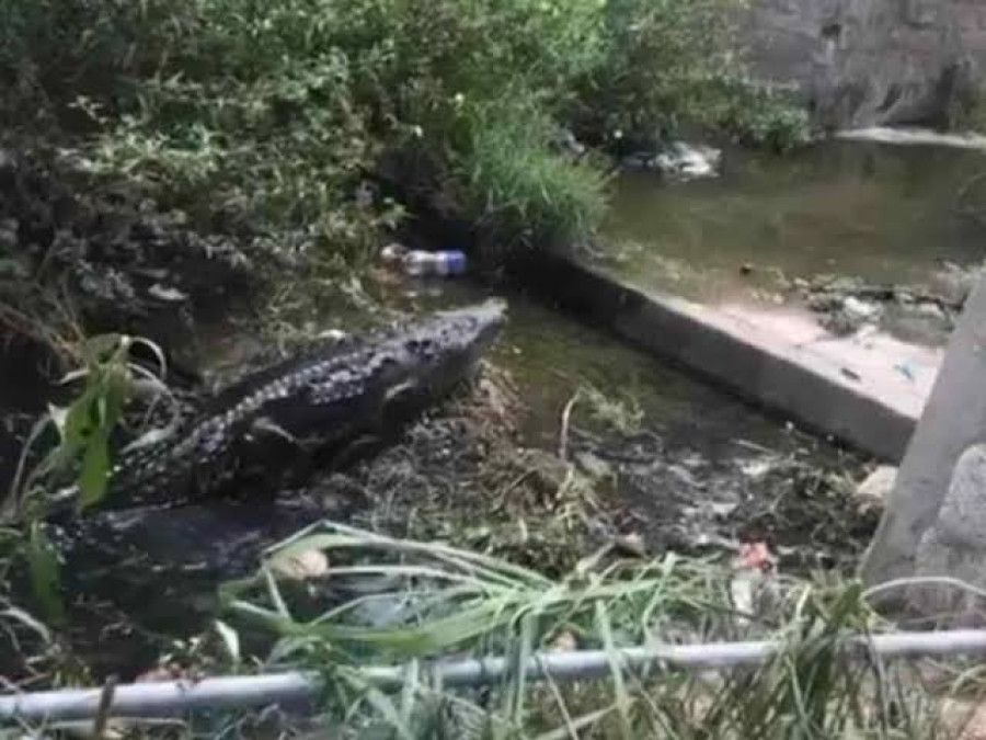 Familia en Madero tiene a un cocodrilo como mascota