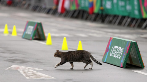 Gato atraviesa una pista de atletismo al final de una carrera 