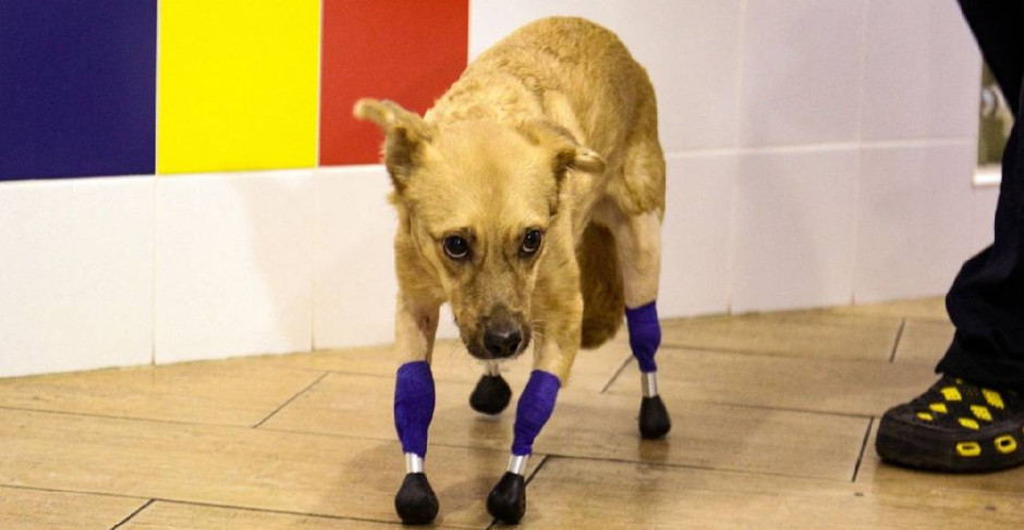 Perrita recibe cuatro prótesis gracias a "coperacha" en Internet