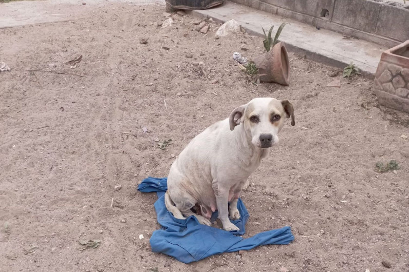 El frío exhibe maltrato animal contra mascotas