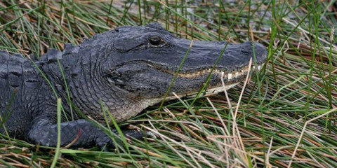 Fiscal de Florida propone crear un centro de detención migratoria rodeado de caimanes y pitones