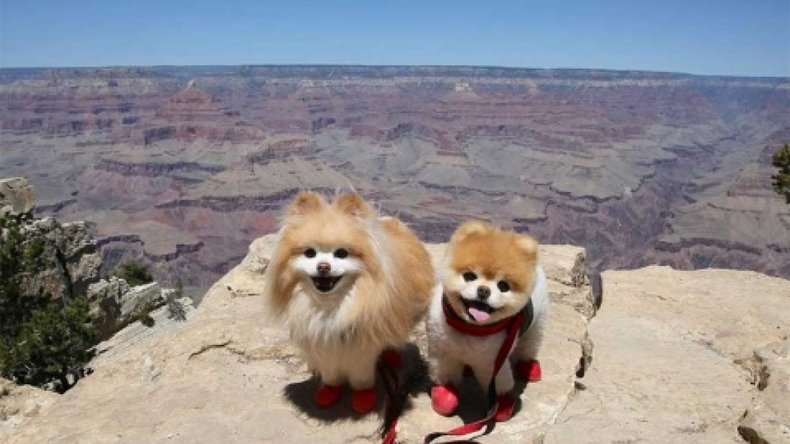 Adiós hermoso Boo, muere el perro más lindo del mundo