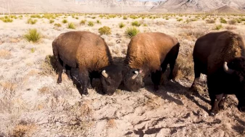 captan bisontes en planicies nevadas de Coahuila