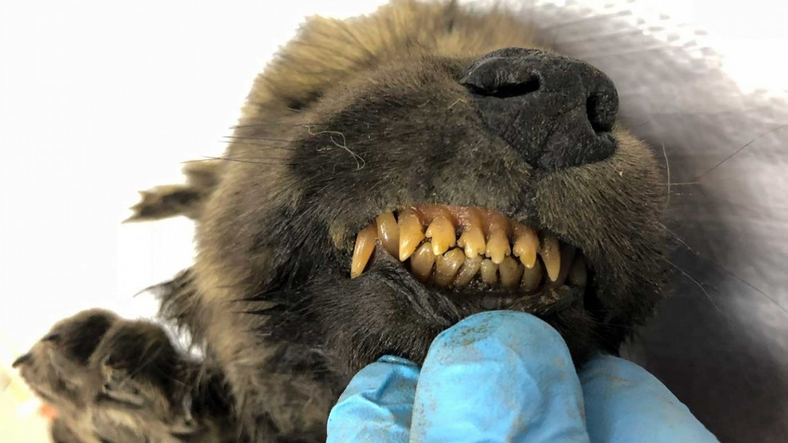 Descubren cachorro prehistórico congelado en Rusia