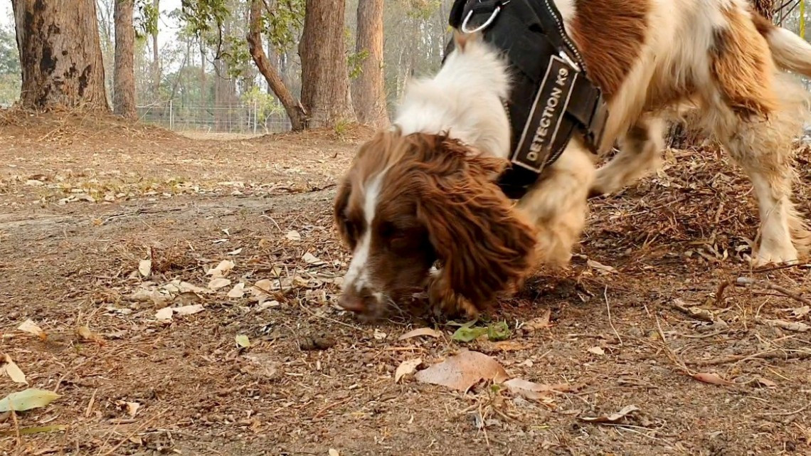 Ella es Taylor, la perrita que ayuda a salvar koalas en Australia