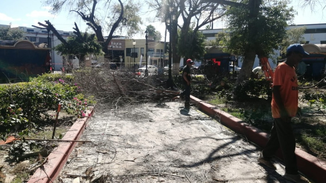 Inician poda de árboles y reforestación de las plazas principales