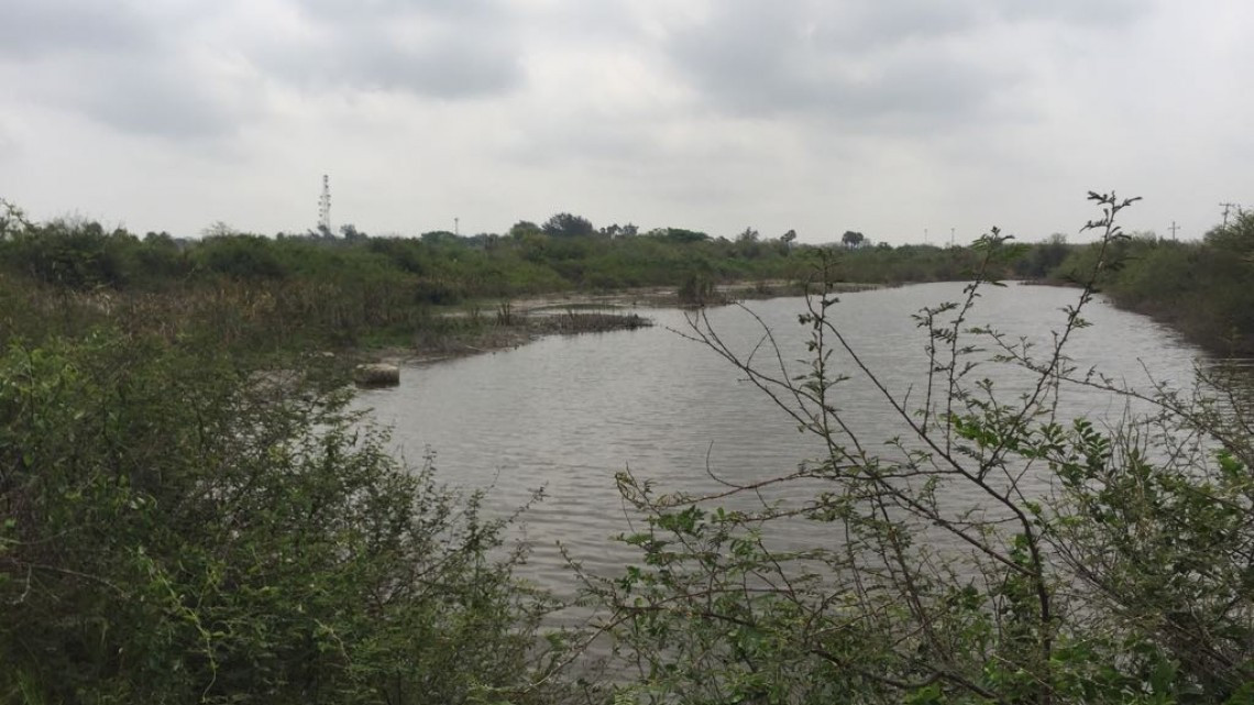 Lluvias generan tranquilidad al sector ganadero de Altamira