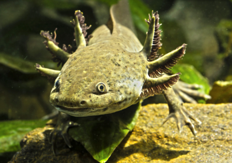 Genoma del ajolote podría revertir el cáncer