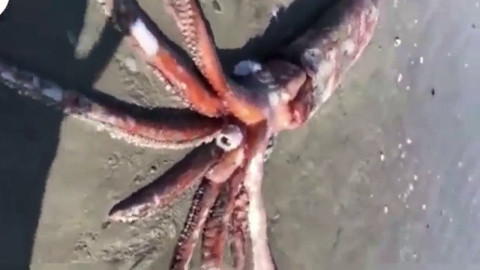 Calamar gigante aparece muerto en una playa de Sudáfrica