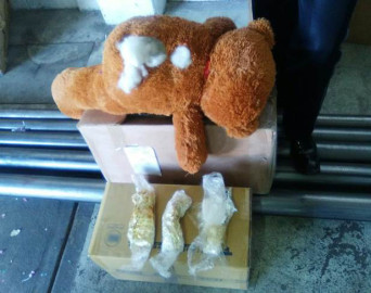 Hallan droga en oso de peluche