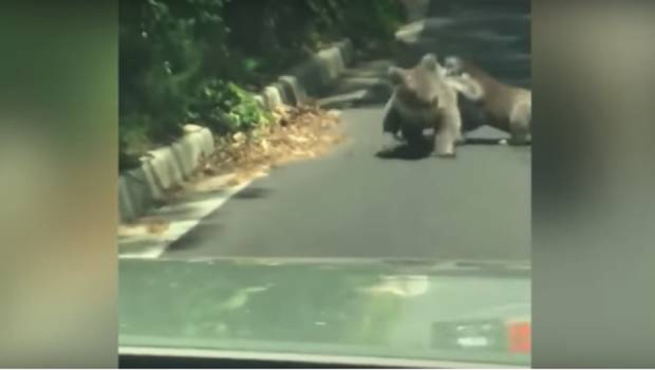 #VIDEO koalas pelean en la carretera