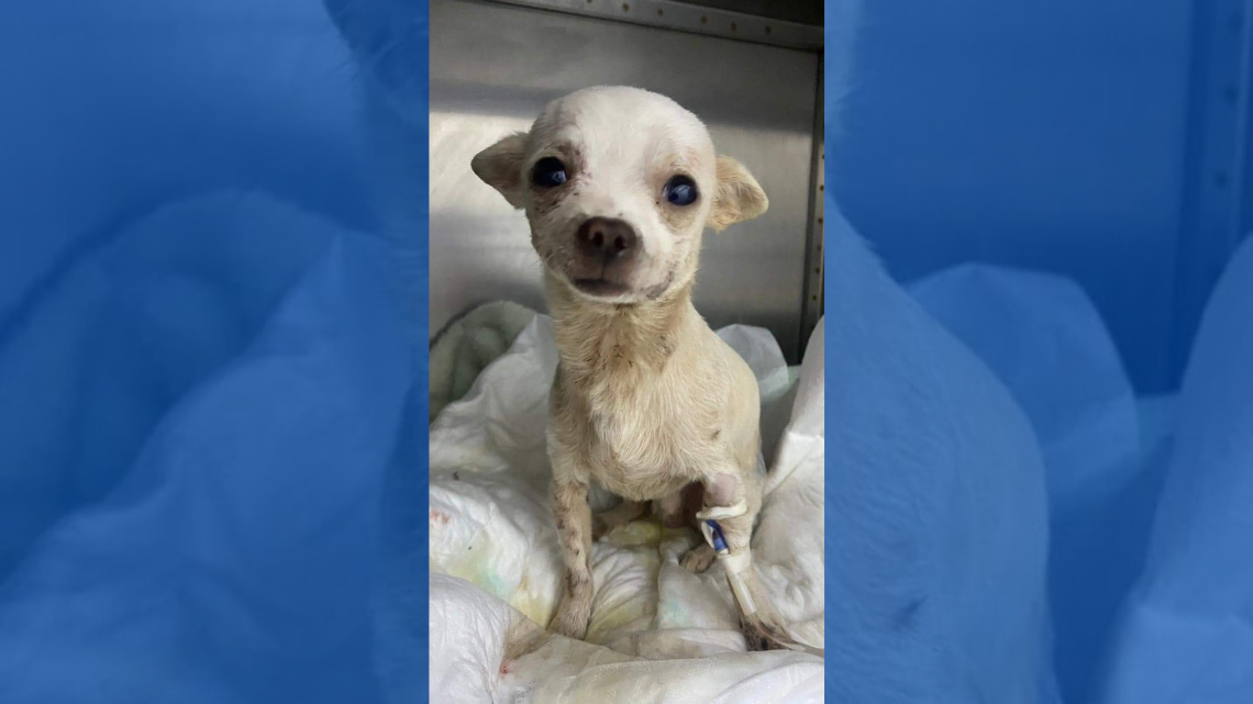 Conoce a Pincky, perrito que por defender su casa fue atacado con trinche