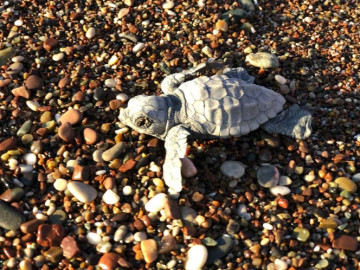 Temen por modificación de Ley de Especies en Peligro de Extinción