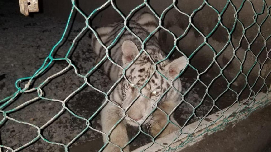 GOPES logró aseguramiento de vehículos de lujo y aves exóticas dentro de una propiedad