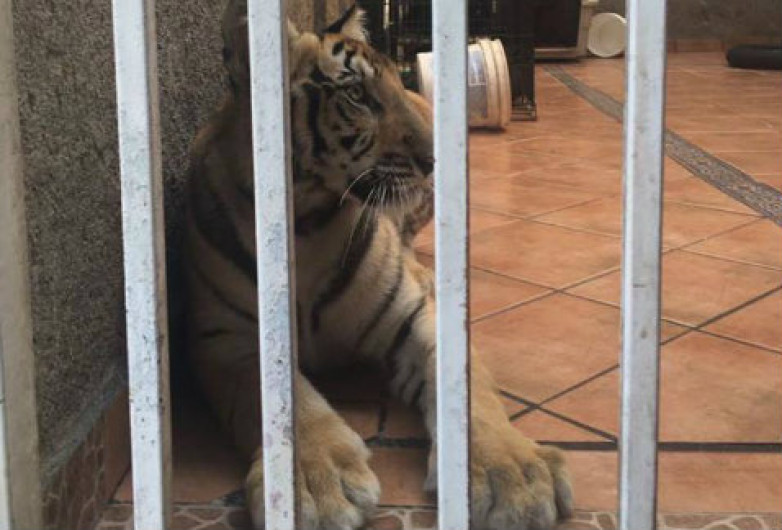 Decomisa Profepa tigresa de bengala en Nuevo León