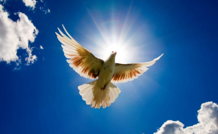 Hoy se celebra el "Día internacional de la Paz"