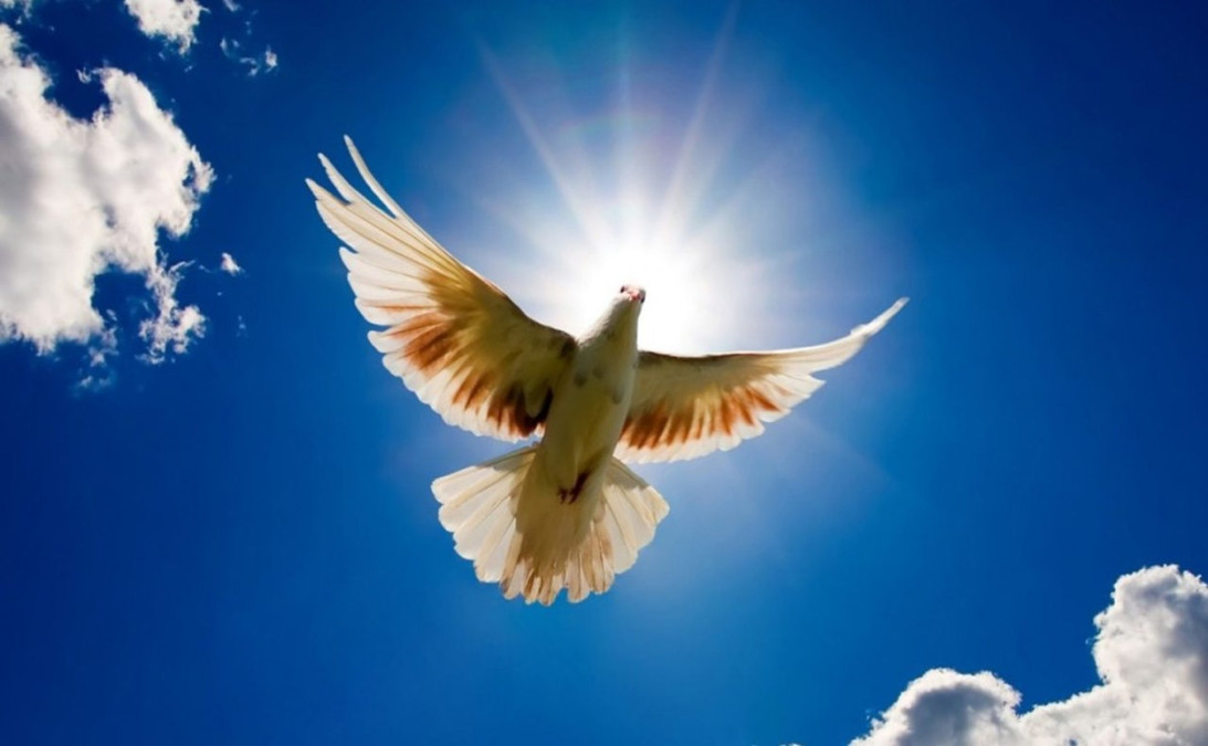 Hoy se celebra el "Día internacional de la Paz"