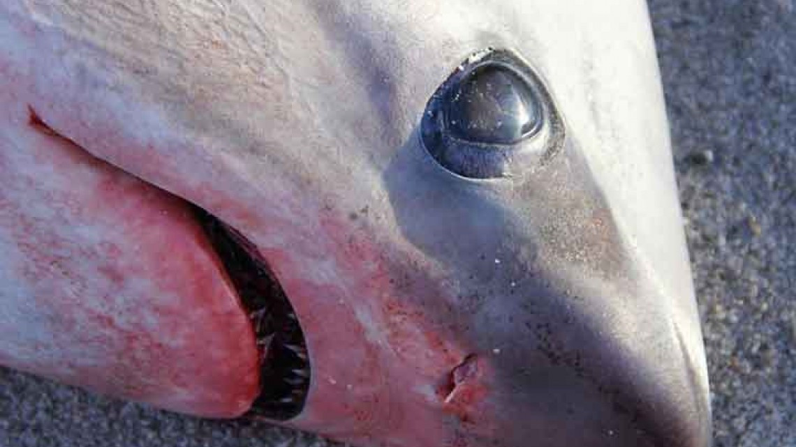 Tiburones mueren congelados en EU por frío