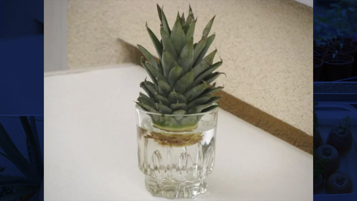 ¡En tiempos de coronavirus! Cultiva en casa tus propias frutas y verduras 