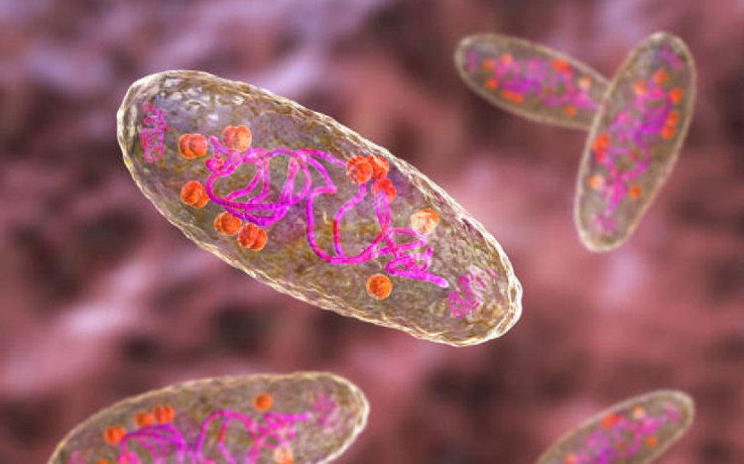 Confirman un tercer caso de peste bubónica en humanos en EU