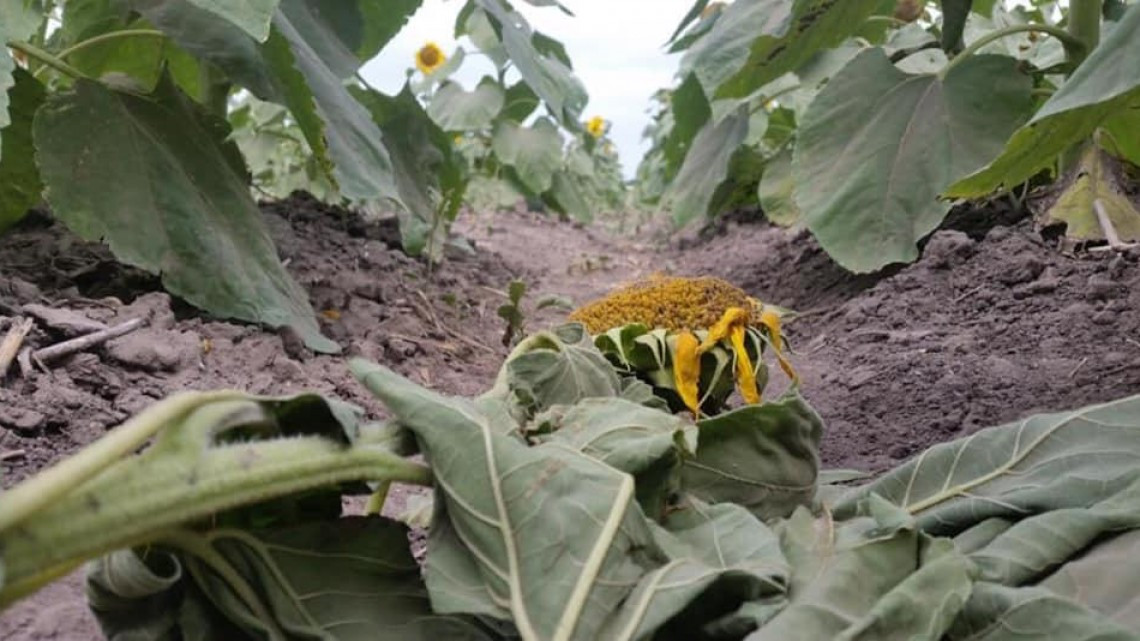Destruyen cultivo de girasoles en el ejido Revolución