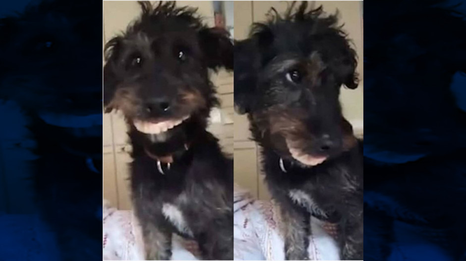 Perrito se coloca dentadura postiza de su dueña