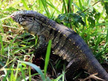 Sur de EU podría ser invadido por lagartos