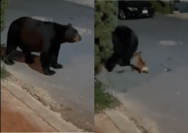 Chihuahua ahuyenta a oso que caminaba por calles de Monterrey