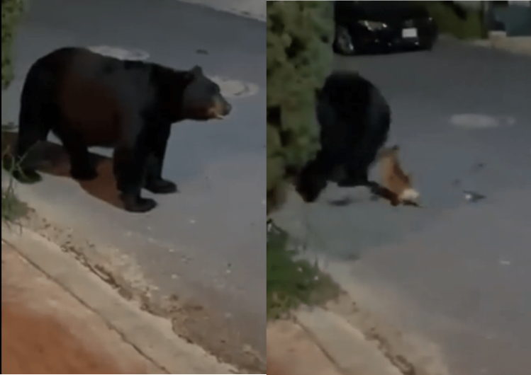 Chihuahua ahuyenta a oso que caminaba por calles de Monterrey