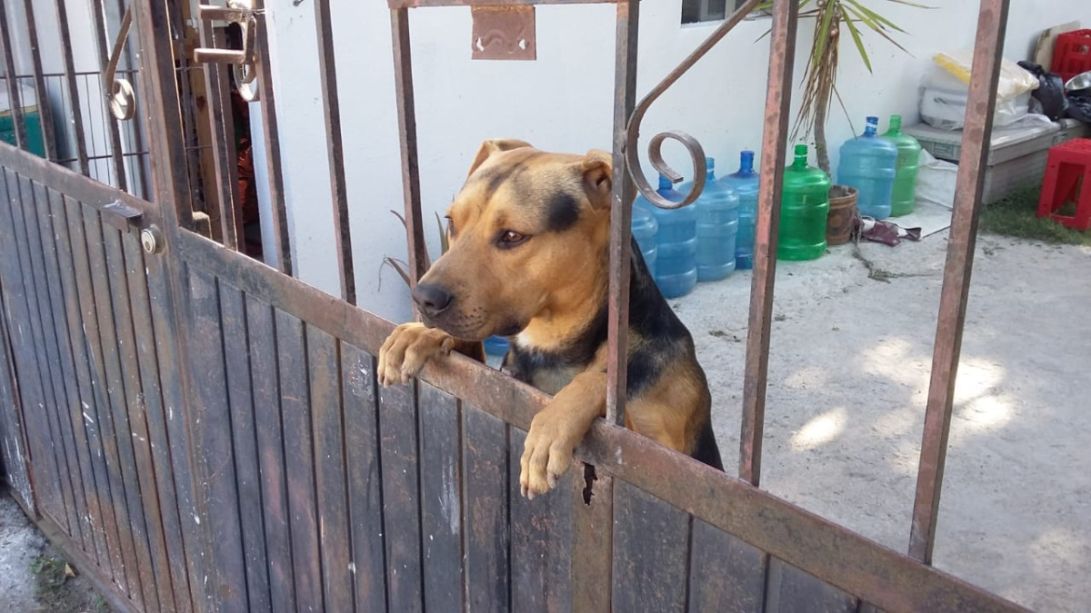 Exhorta Centro Antirrábico a extremar cuidados de las mascotas