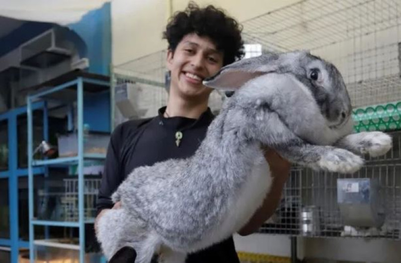 Estudiante de Puebla, cría los conejos más grandes del mundo 