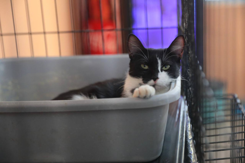 Aplica Gobierno Municipal multas por maltrato animal