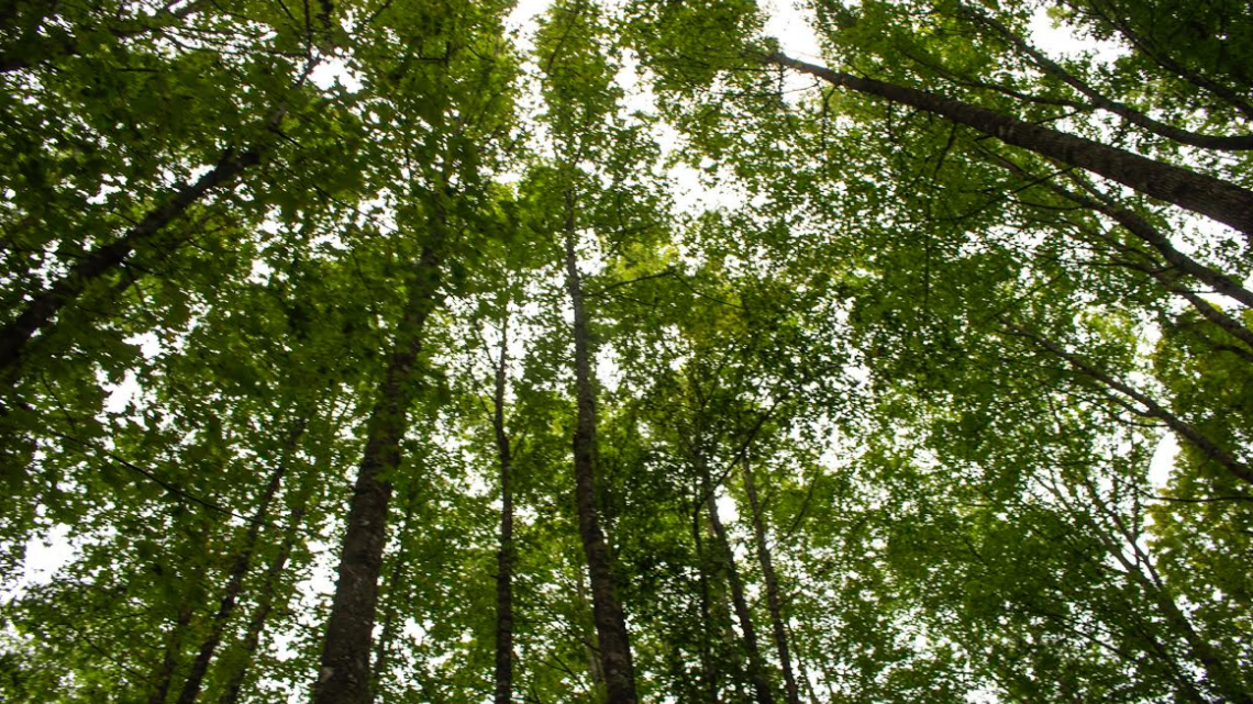Protege Tamaulipas áreas naturales 