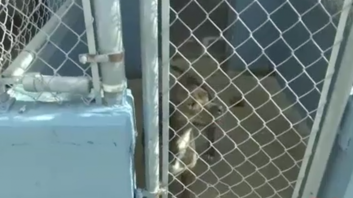 Inauguran centro de control de animales 