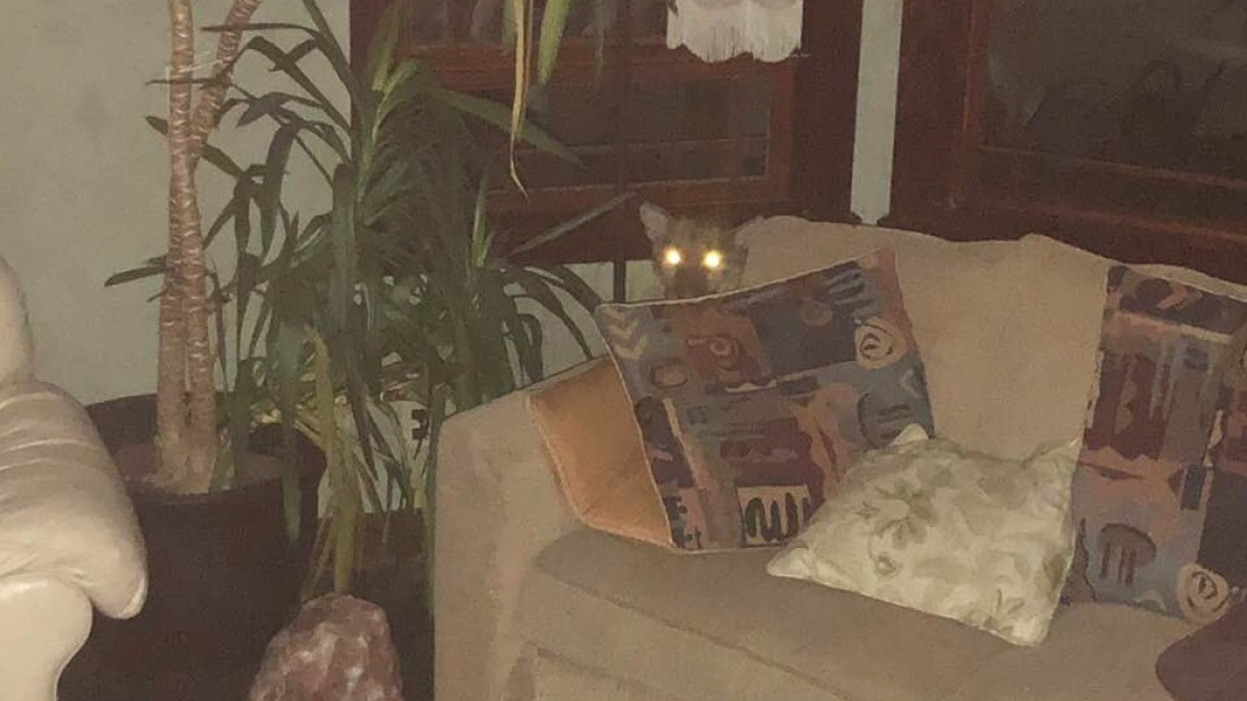 Mujer regresa a su casa y  encuentra a un puma durmiendo en la sala 