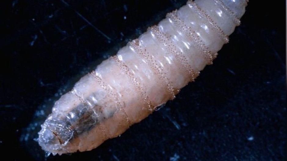 Confirman segundo caso humano de Gusano Barrenador en Chiapas