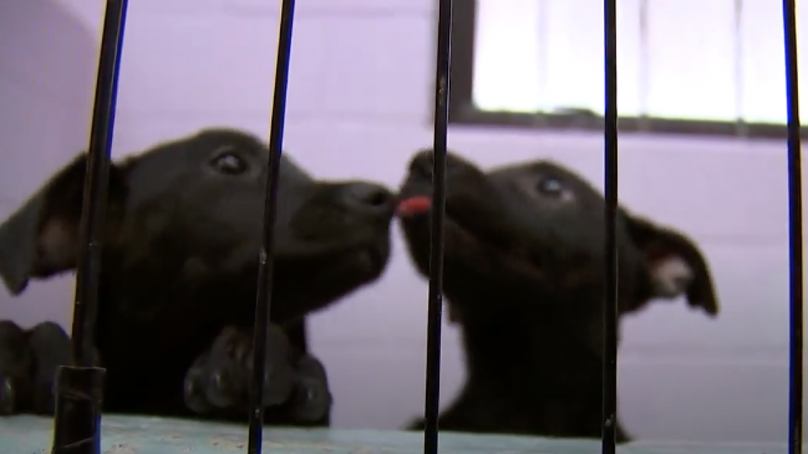 Sociedad Protectora de Animales en Harlingen pide urgentemente adoptar: están a máxima capacidad