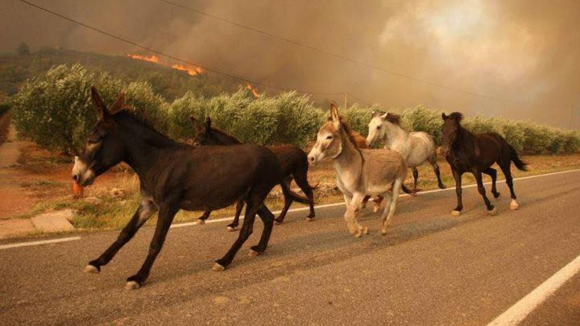 Las otras víctimas de los incendios en California