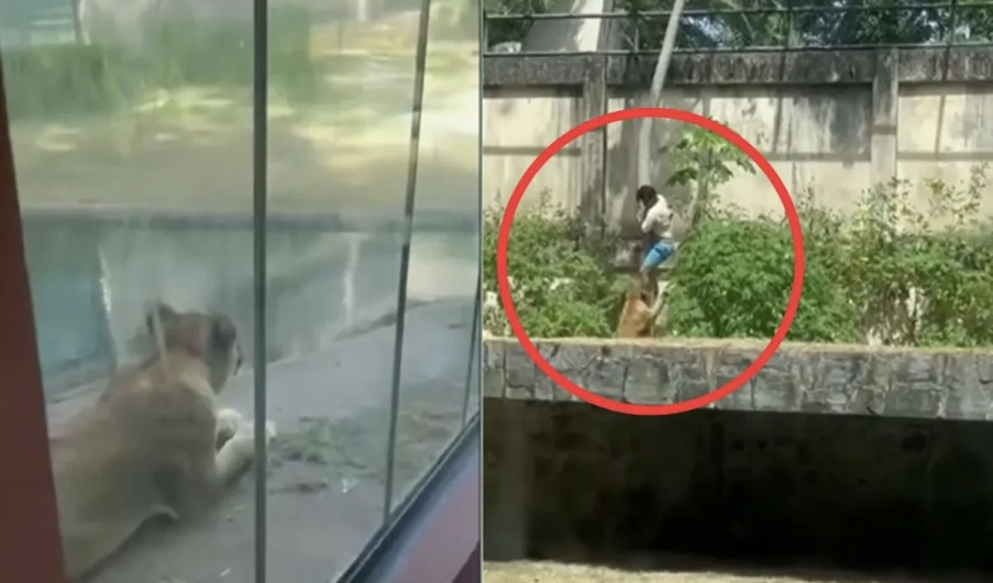 Fatal ataque en Brasil: hombre invade recinto y es abatido por una leona