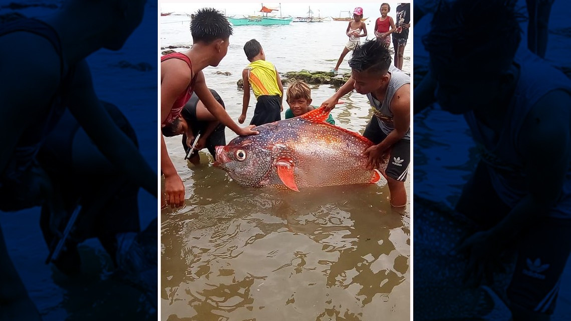 Atrapan un pez del 'tamaño de un hombre'