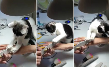 Gato sorprende a su dueña al ayudarle a limar las uñas de una clienta