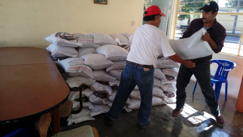 Productores reciben 114.3 ton de semilla