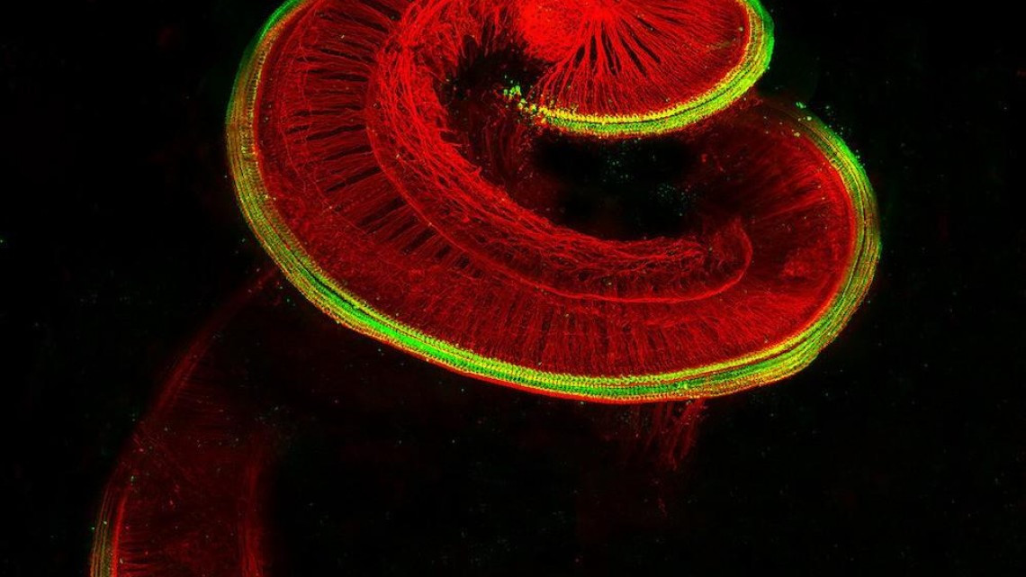 Estas microscópicas imágenes te sorprenderán