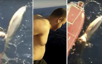  Salva a ballena atrapada en una red
