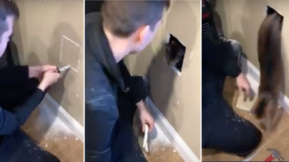 Rescatan a un gato atrapado dentro una pared 